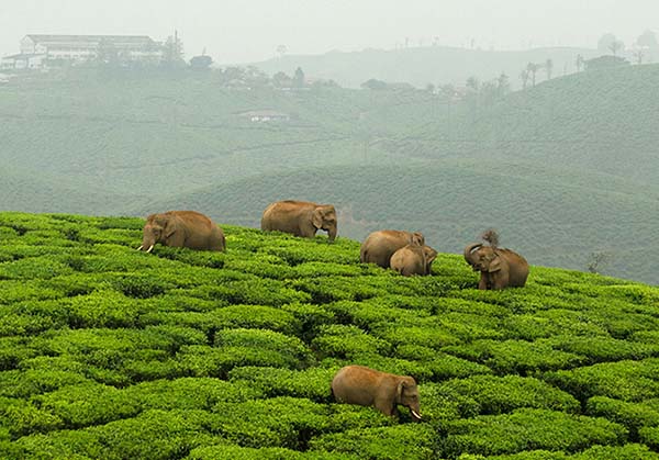 Topslip Valparai Athirapally 4  day tour from Vellore